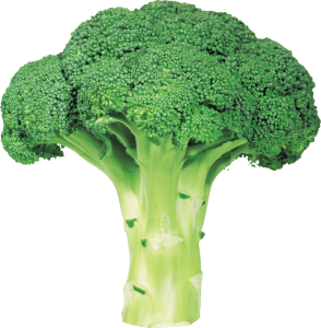 broccoli_PNG2820